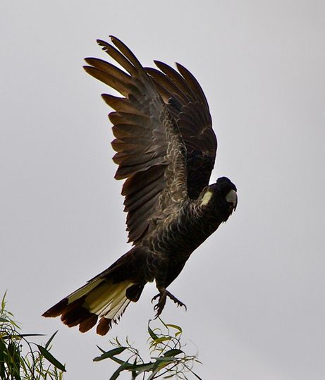 white-tailed black-cockatoo