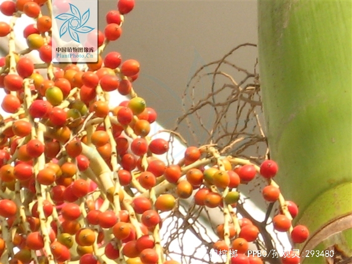  p>假槟榔(学名: i>archontophoenix alexandrae /i> (f. muell.) h.