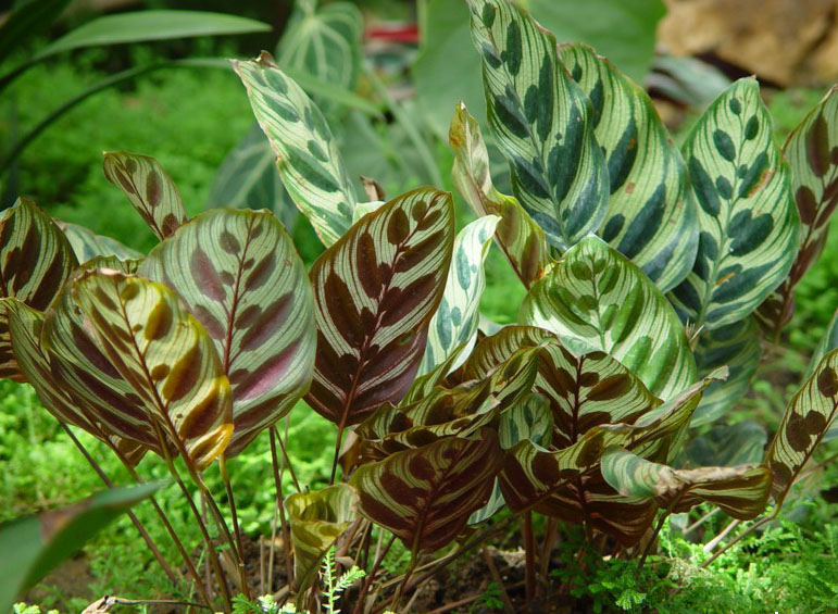 竹芋科,肖竹芋属多年生常绿 a href="#" data-lemmaid="541696">