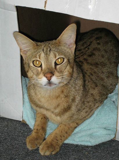  p>热带草原猫(学名: i>felis catus /i> ×  i>leptailurus serval 