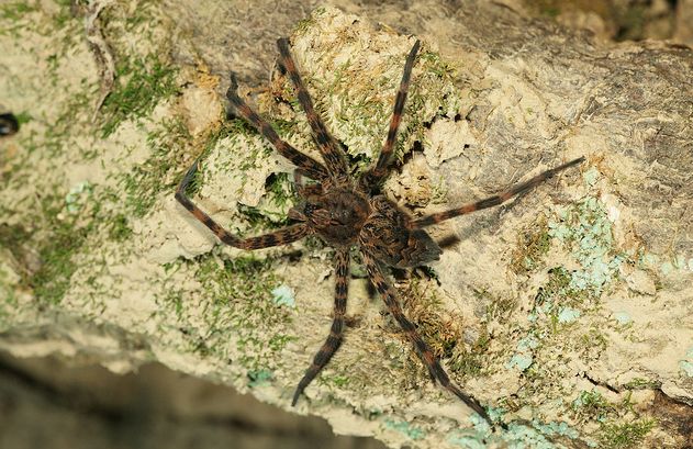  p>细腿豹蛛(学名:pardosa sp.