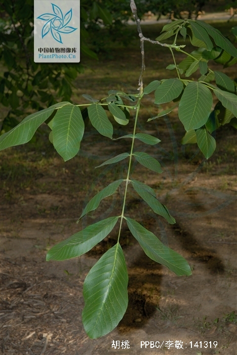  p>胡桃(拉丁学名  i>juglans regia  /i> l. ),俗称核桃 i>.