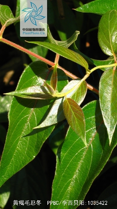  p>黄褐毛忍冬(学名: i>lonicera fulvotomentosa /i> hsu et s. c.