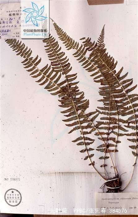  p>光叶蕨(学名: i>cystoathyrium chinense /i> ching)是 a target="