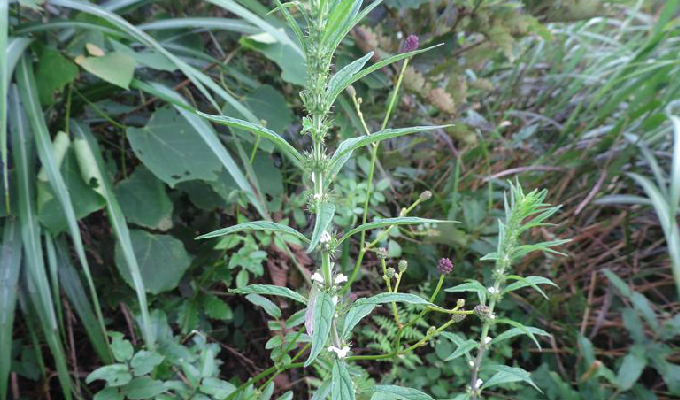  p>假鬃尾草( a href="#" data-lemmaid="8074290">学名 /a>:leonurus