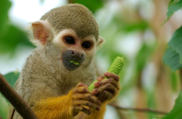 black-crowned central american squirrel monkey