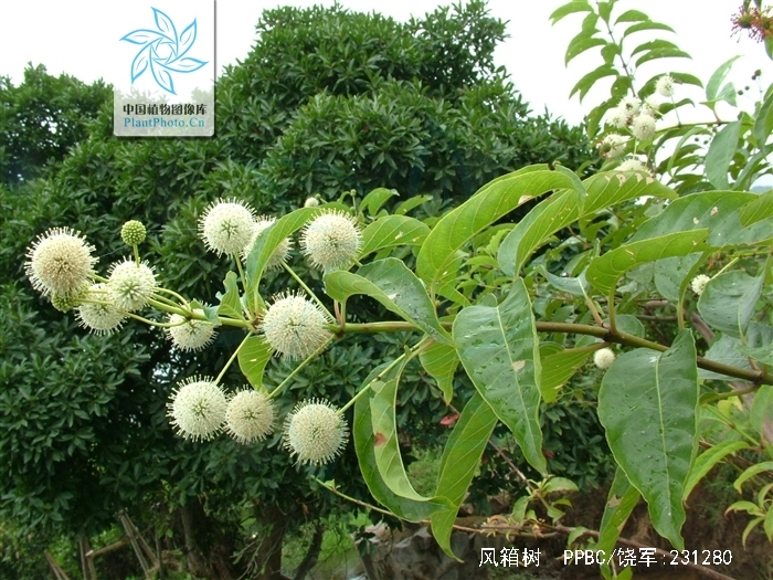 风箱树