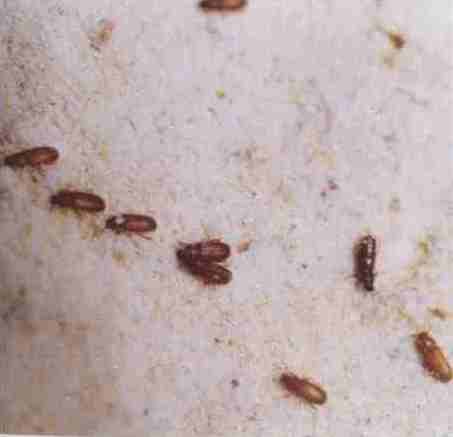  p>锯谷盗为鞘翅目(coleoptera),锯谷盗科(silvanidae)的一种 a