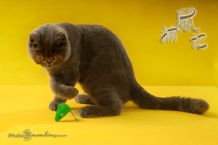 捕鼠记mousehunt(1997)