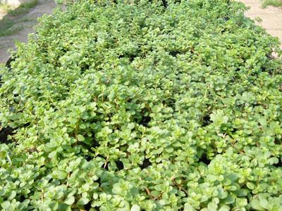  p>齿叶景天,景天科多年生草木植物.