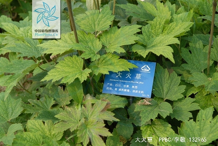  p>大火草,学名:anemone tomentosa (maxim.