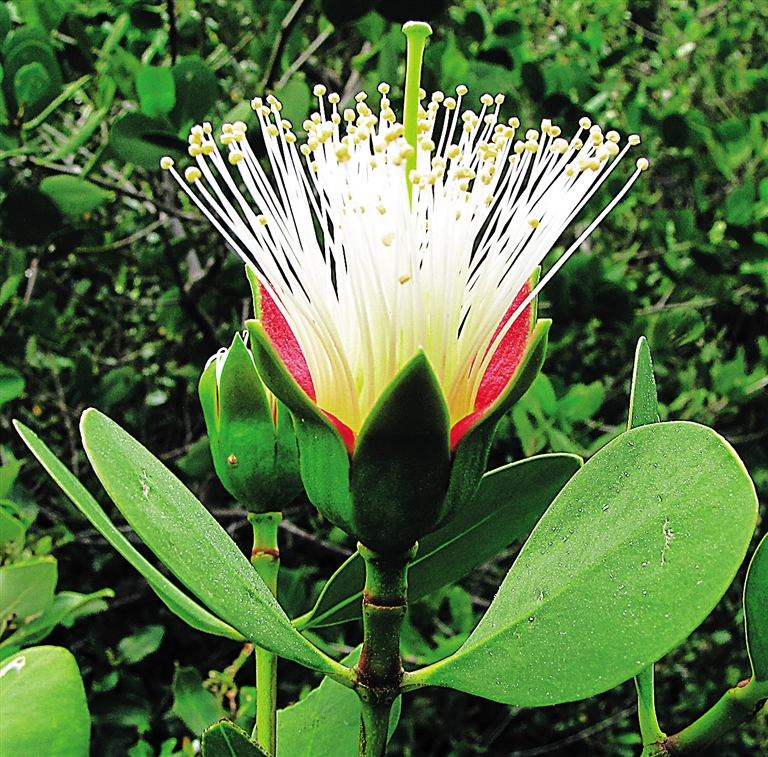 engler)是千屈菜科海桑属乔木.