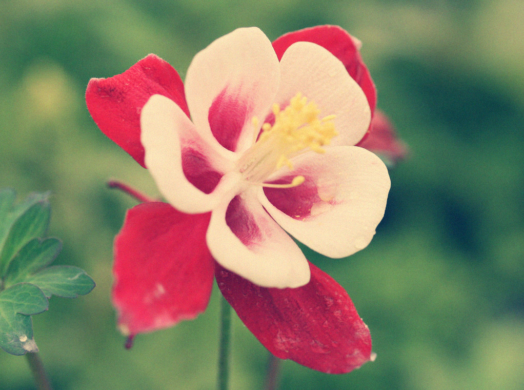 依米花是文学创作中虚构的 a target="_blank" href="/item/非洲