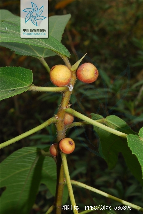 p>粗叶榕(学名: i>ficus hirta /i> vahl)是桑科,榕属植物.