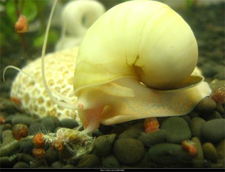 target="_blank" href="/item/软体动物/417529" data-lemmaid