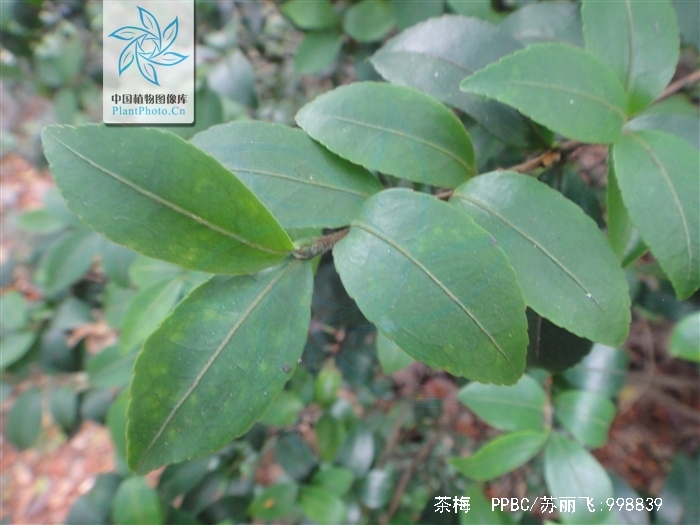  p>茶梅(学名: i>camellia sasanqua /i> thunb.