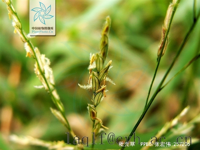 秕壳草生长需要较多的水分,保持水层有利生长,长期干干湿湿抑制分蘖及