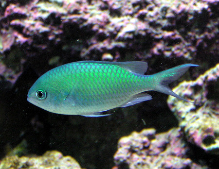  p>蓝绿光鳃鱼(chromis viridis)又称蓝绿雀鲷,青魔,为鲈形目, a