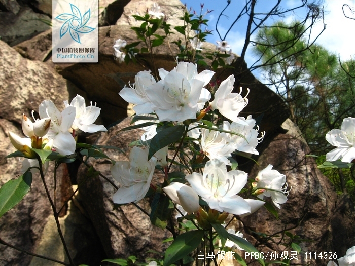  p>白马银花(学名: i>rhododendron hongkongense /i> hutch.