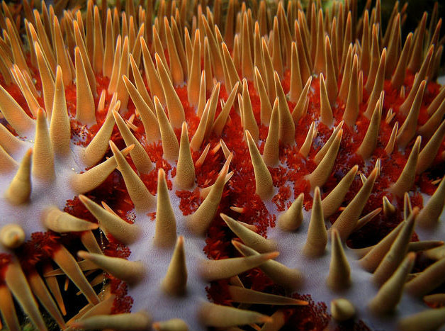 crown-of-thorns sea star
