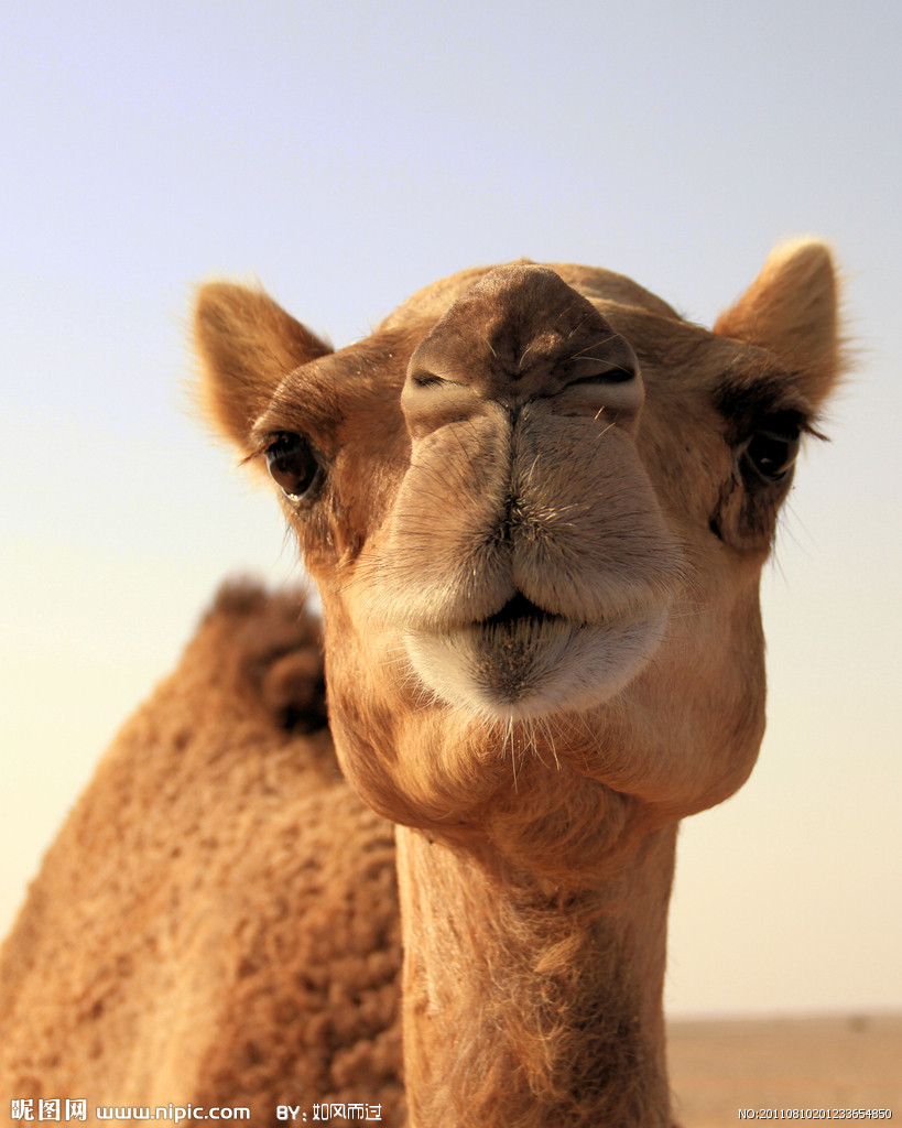  p>野骆驼(学名: i>camelus ferus /i>)巨大的 a target="_blank"