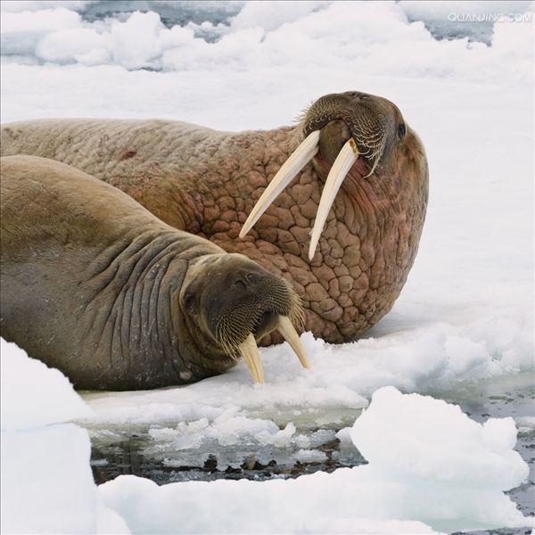 i>(linnaeus,1758), a target="_blank" href="/item/海象科/2081681"