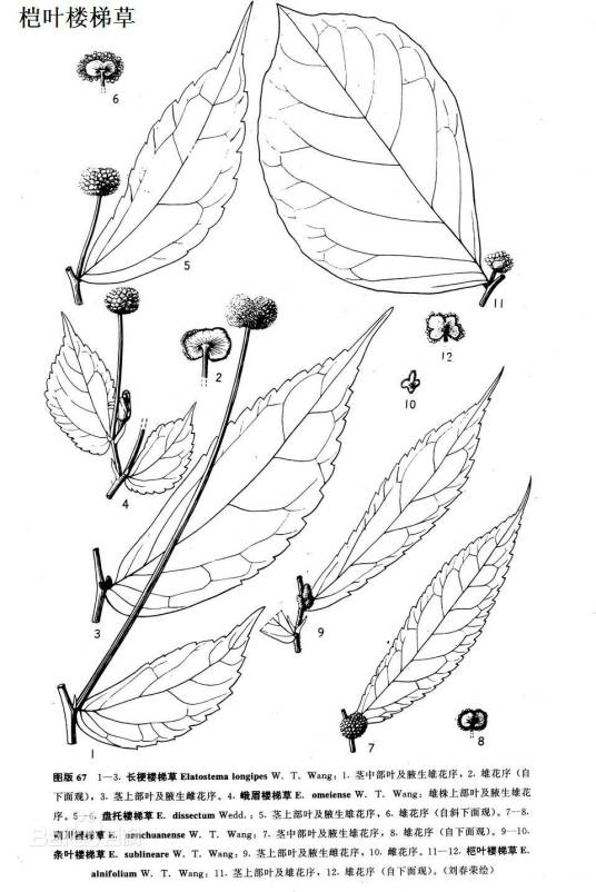 桤叶楼梯草_百度百科