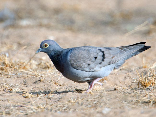  p>中亚鸽(学名: i>columba eversmanni /i>)体长26厘米,是一种小型的