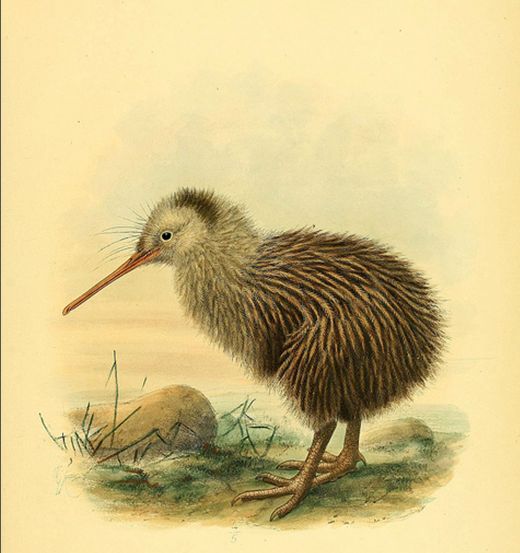  p>褐几维鸟(学名: i>apteryx australis /i>)又译为 a target="