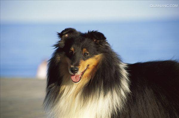 shetland sheepdog