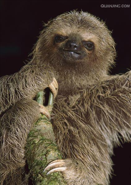  p>褐喉树懒(学名: i>bradypus variegatus /i>):是贫齿目,树懒科