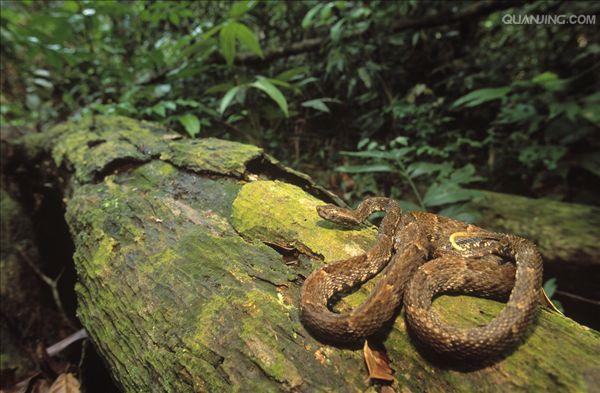 又称枪蝰,矛头蛇,黄腭蛇,是蛇亚目