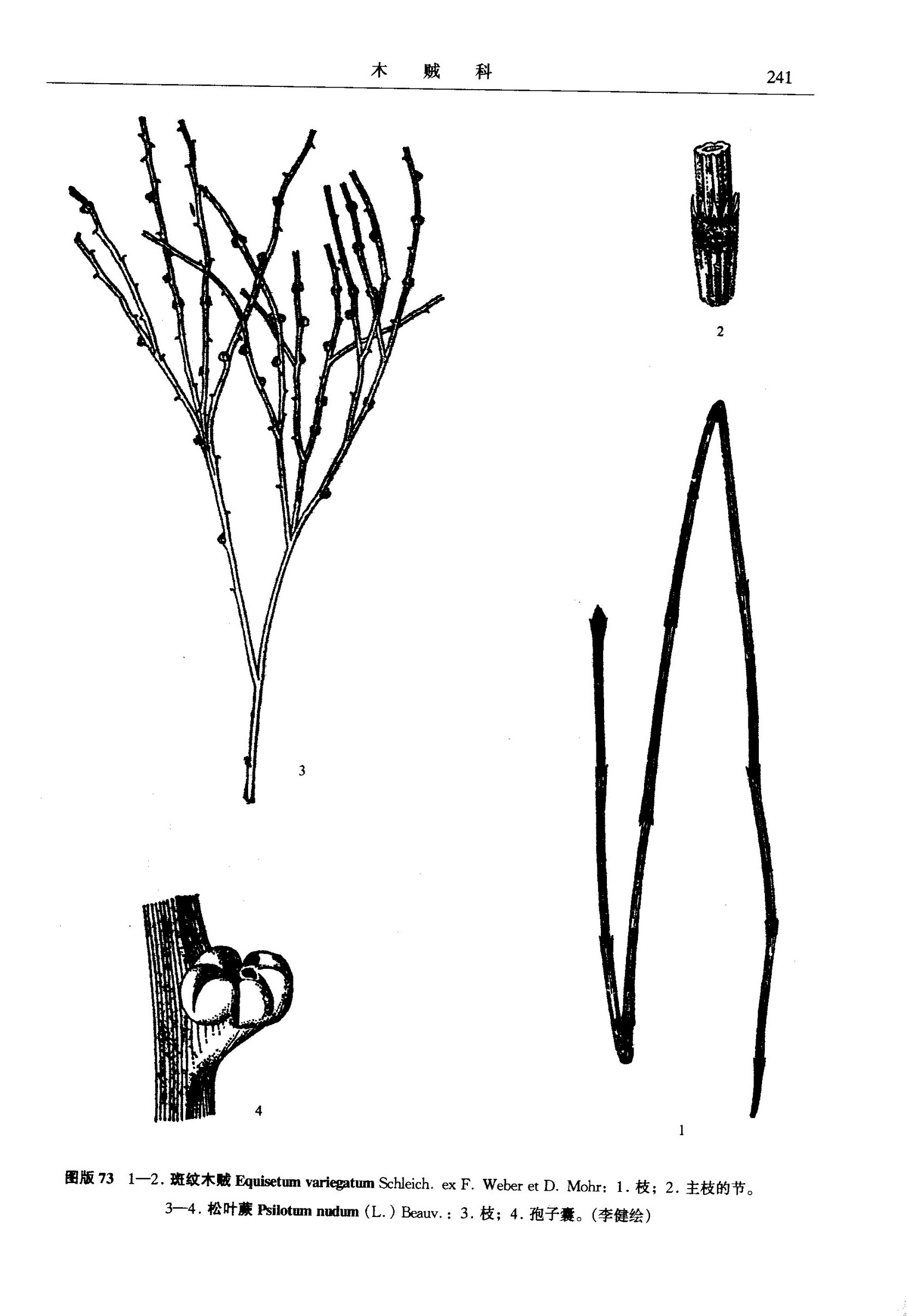 ex f. weber et d. mohr