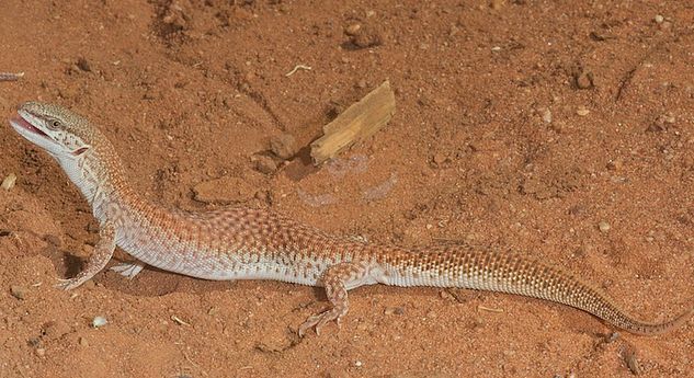  p>短尾巨蜥(学名: i>varanus brevicauda /i>)是 a href="#" data