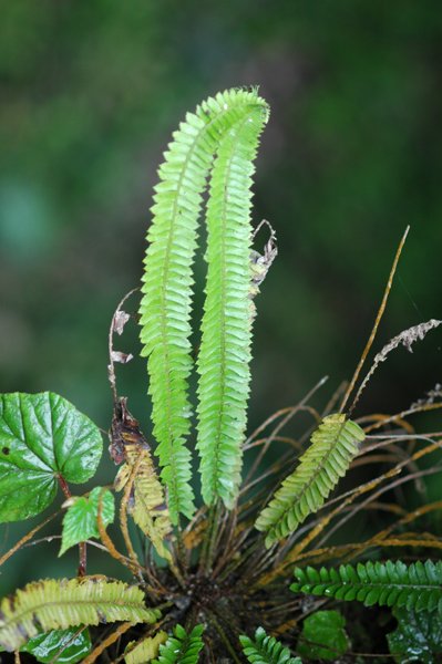 wang)是 a href="#">鳞毛蕨科 /a>, a href="#">耳蕨属 /a>植物,中国