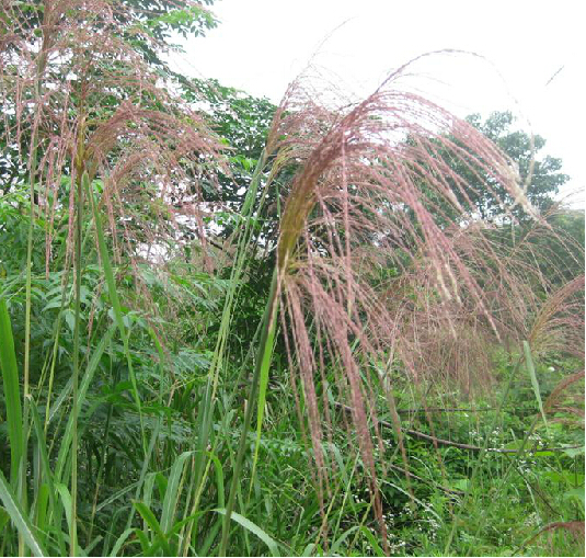 芒根_百度百科