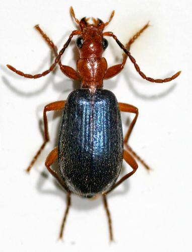  p> a target="_blank" href="/item/射炮步甲