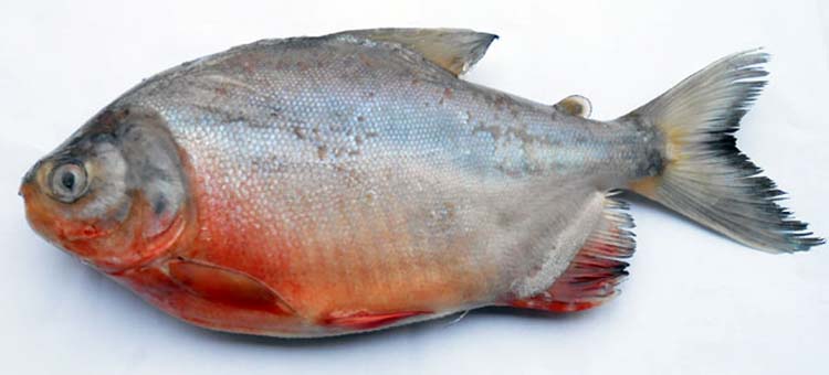  p>红鲳鱼,别名也叫 a target="_blank" href="/item/淡水白鲳