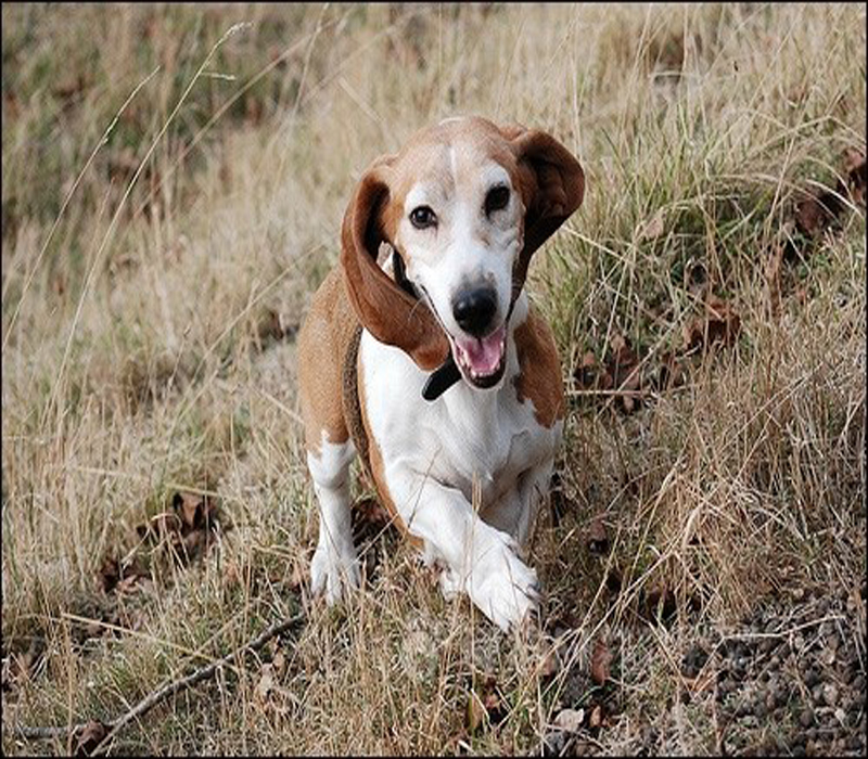 阿提桑诺曼底短腿犬