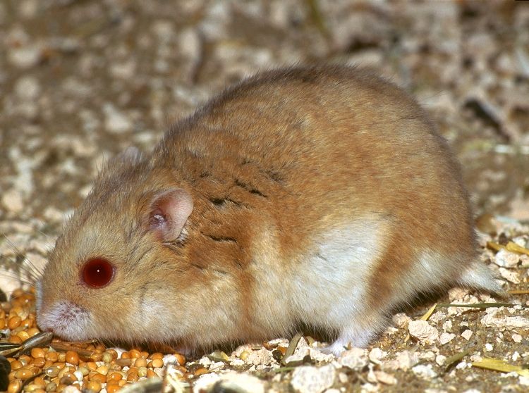  p>坎氏毛足鼠(学名: i>phodopus campbelli /i> ):又名坎贝尔仓鼠