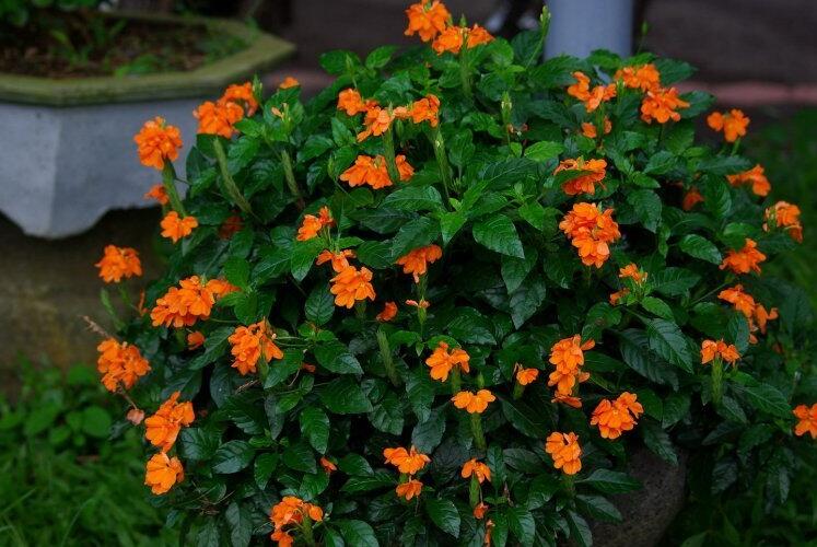  p>十字爵床为常绿小灌木,原产于印度,斯里兰卡.