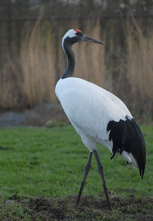  p>丹顶鹤(学名: i>grus japonensis /i>):是 a target="_blank" href