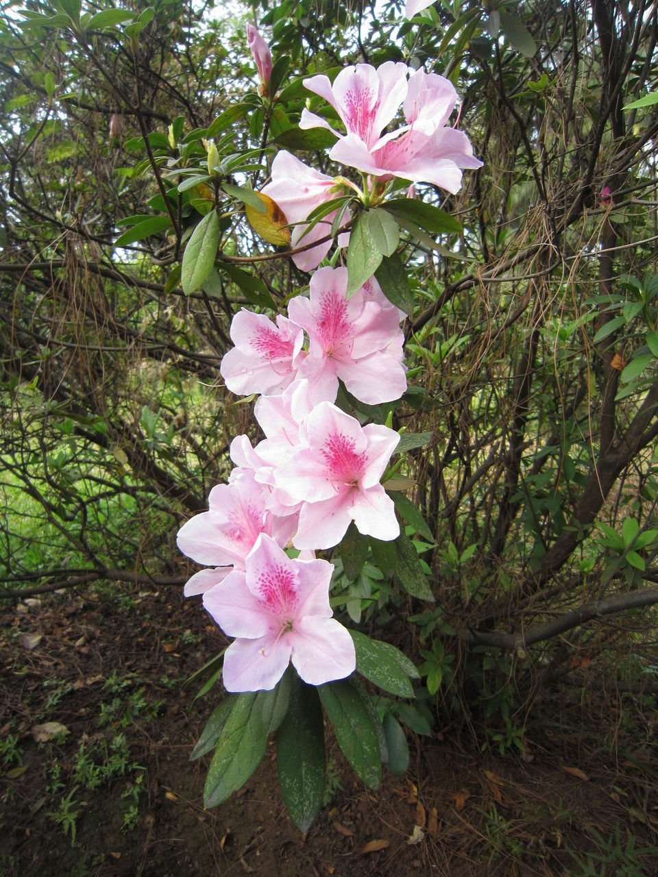  p> a target="_blank" href="/item/杜鹃/18876" data-lemmaid="