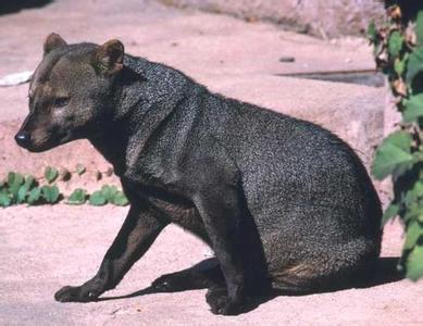  p>小耳犬,拉丁名:atelocynus microtis,atelocyn