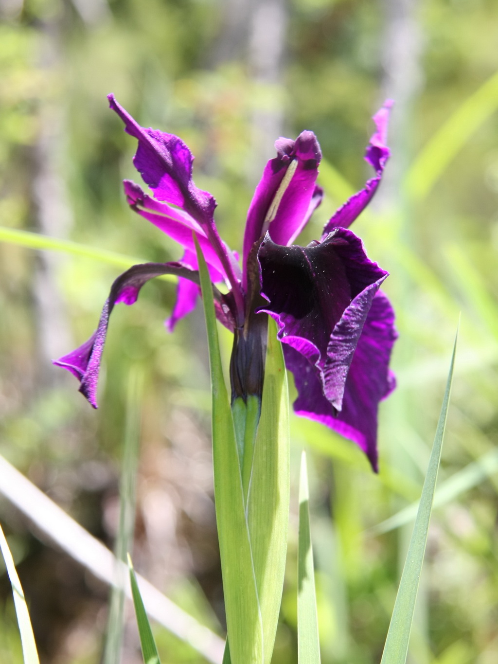 salvia prattii hemsl.