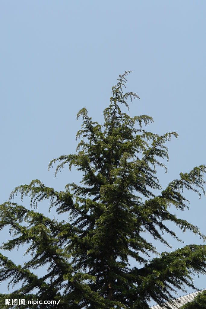 松柏的象征意义(松柏的象征意义作文)