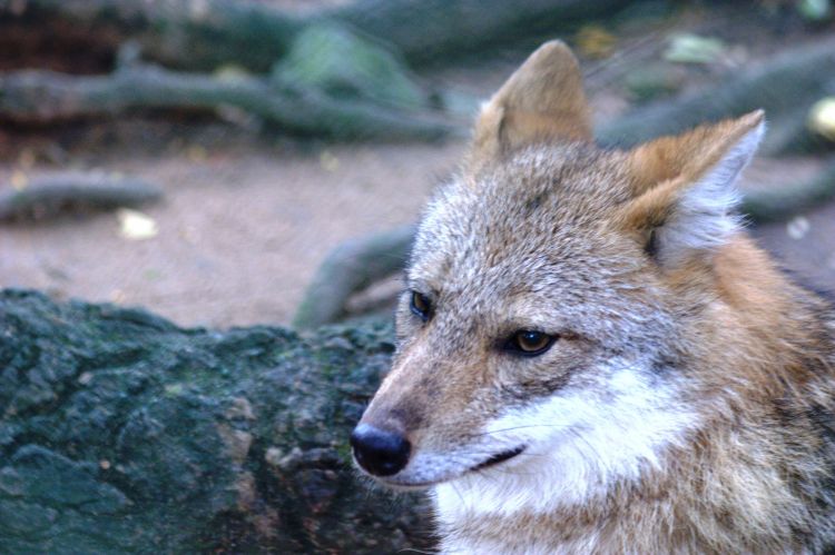 金豺东南亚亚种