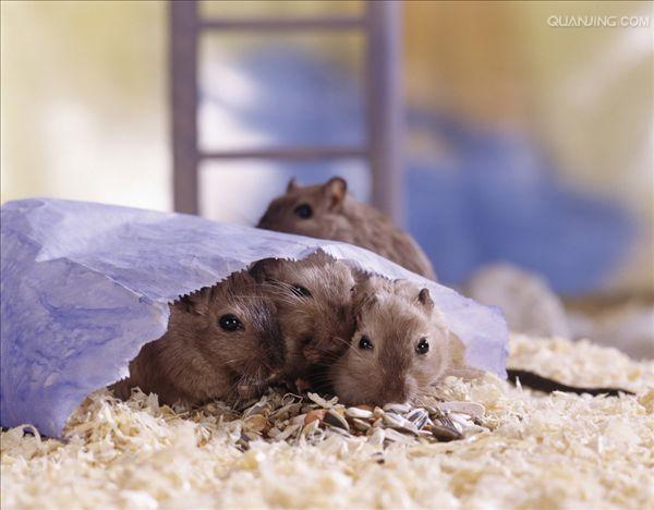  p>长爪沙鼠(学名: i>meriones unguiculatus /i>),亦称长爪沙土鼠