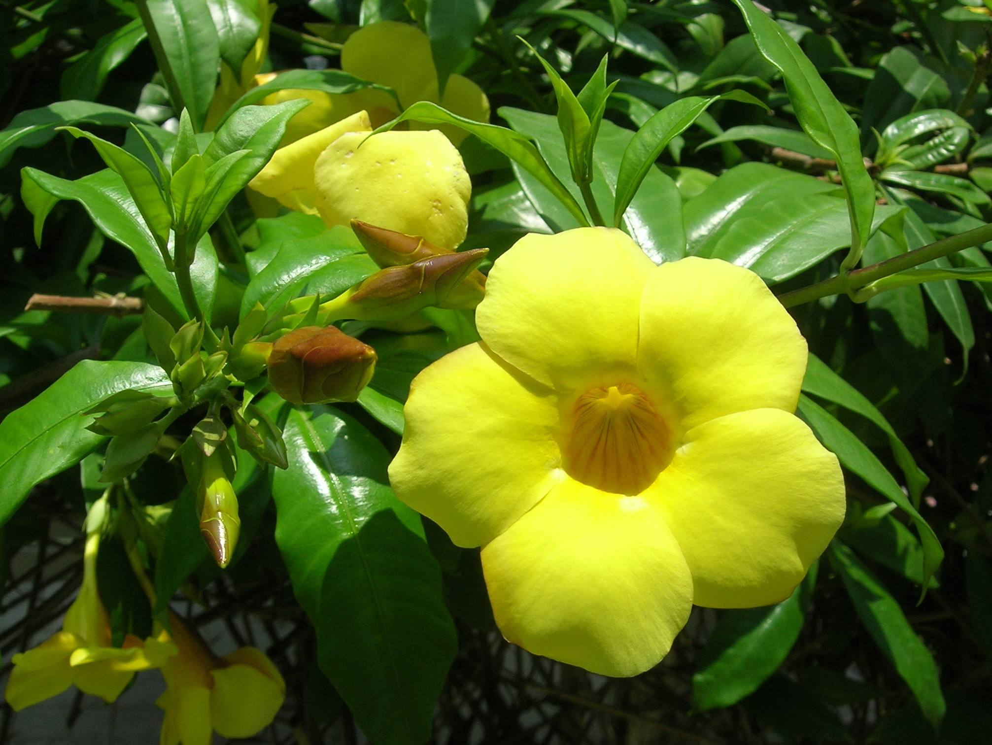  p>黄蝉(学名: i>allemanda neriifolia /i>  hook.