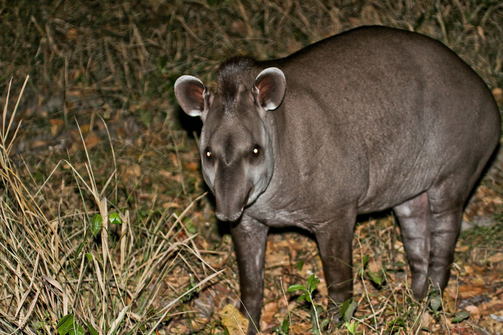  p>中美貘(拉丁学名: i>tapirus bairdii /i>),又名拜氏貘,自 a href=